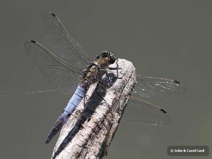 J15_3034 Orthetrum cancellatum male.JPG